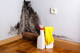 Trusted Weedsport, NY Mold Inspection Experts